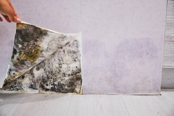 Best Emergency Mold Removal  in Dayton, KY